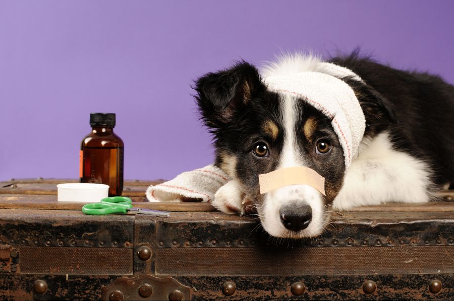 moquillo en perros